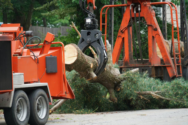 Why Choose Our Tree Removal Services in Martinez, GA?